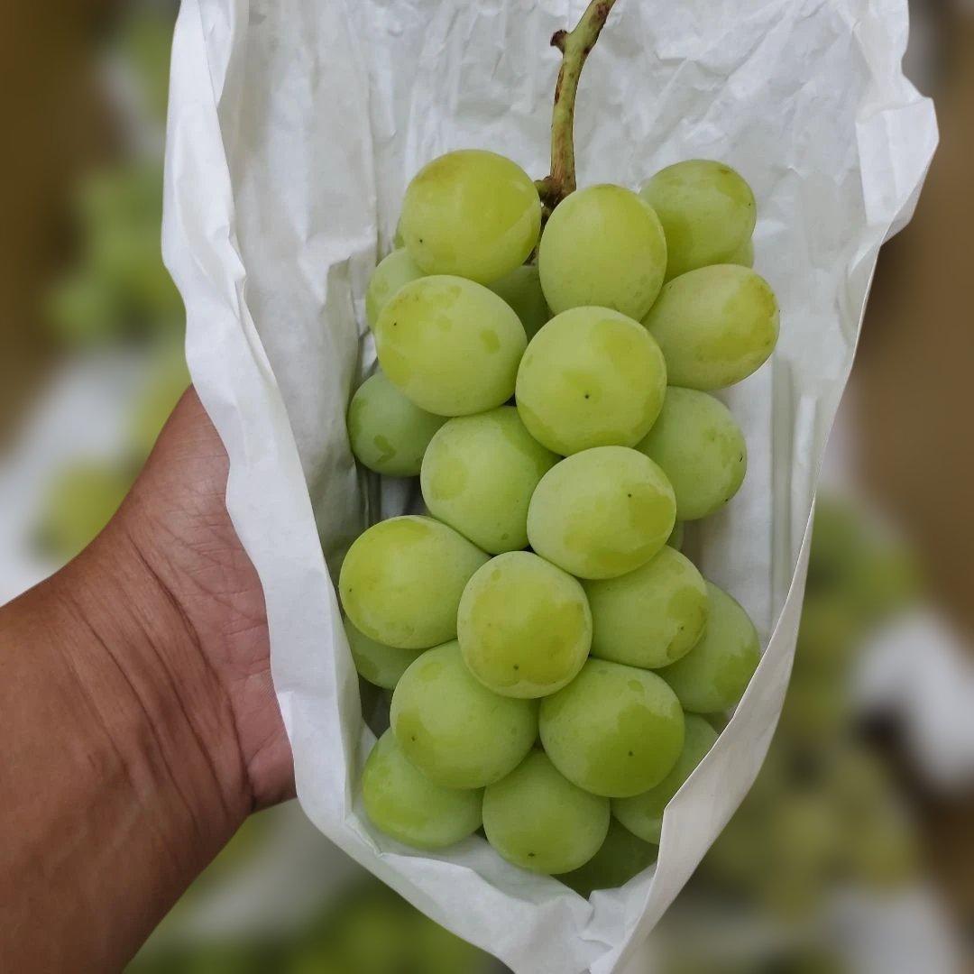 1⃣ 山梨県産 シャインマスカット １１房 箱込み5.5キロ