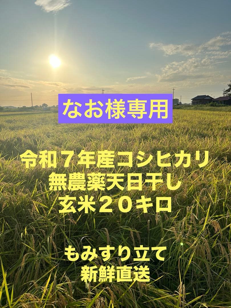 なお　完全無農薬コシヒカリ天日干し　もみすり立て