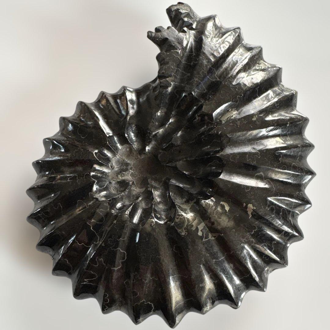 ❗️ ✳厳選　超レア　❤️大きめ　極美品アンモナイト　収蔵品　天然原石　化石 水晶