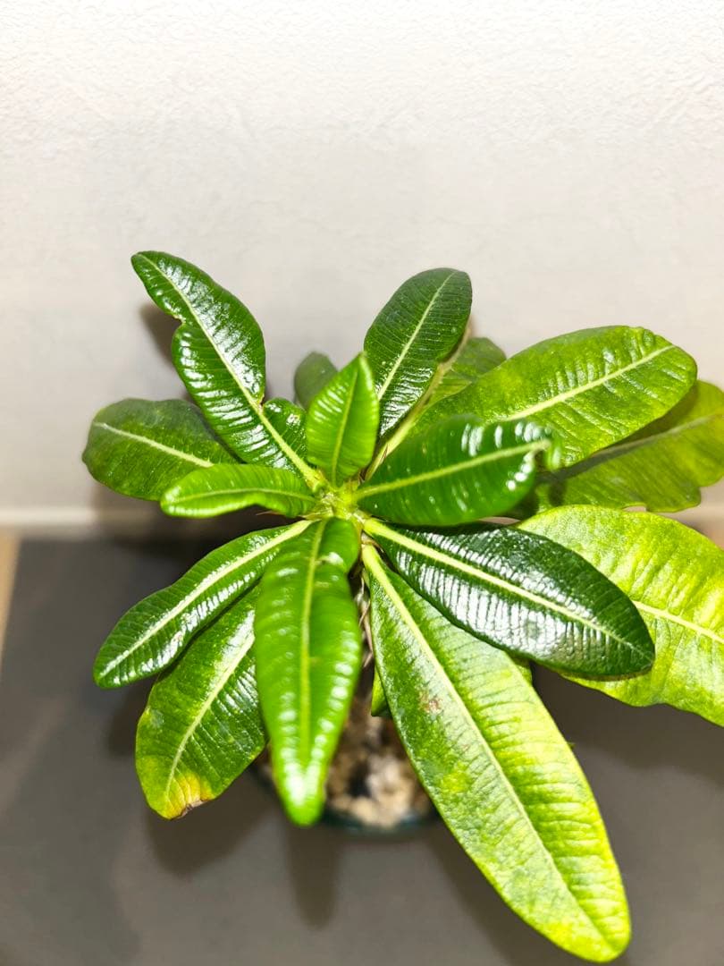 H**様 パキポディウム　アンボンゲンセ　実生株