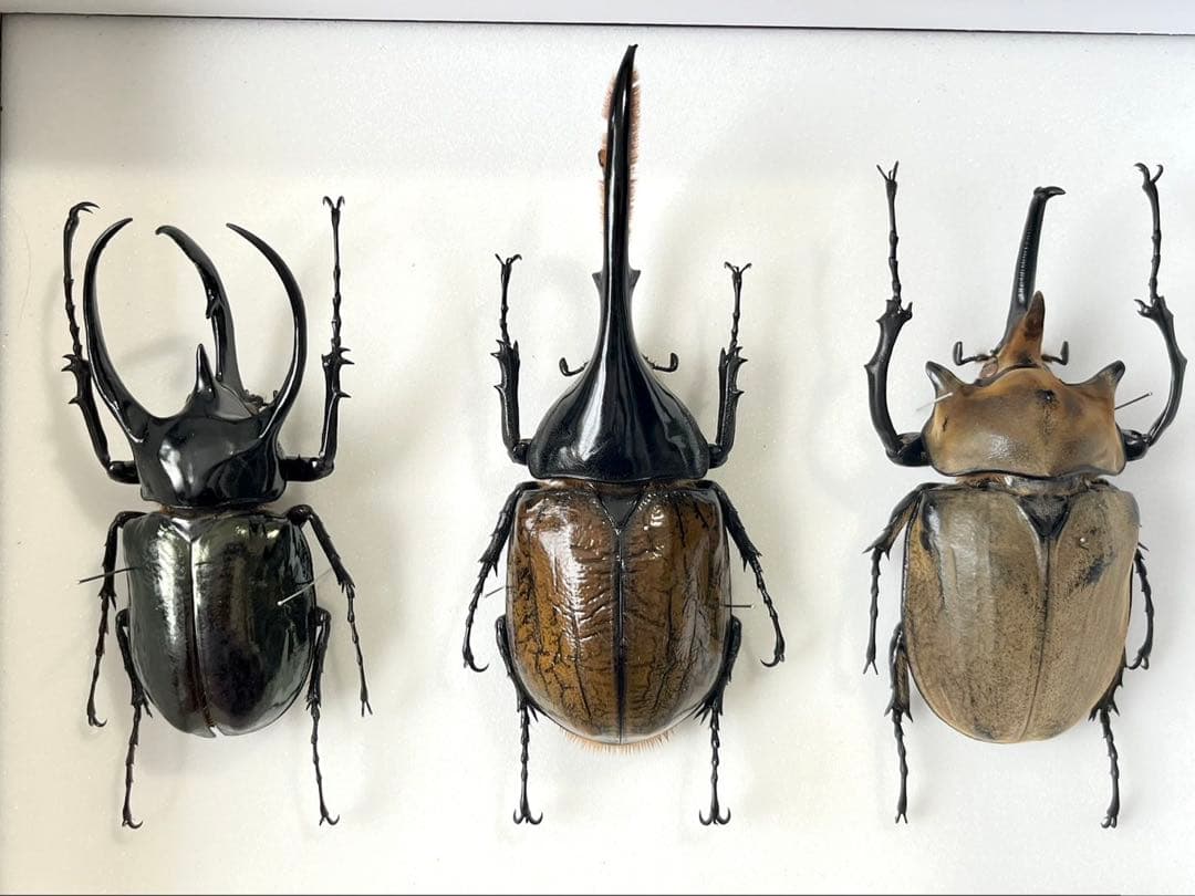 外国産カブト3種 標本　ヘラクレス・リッキー　エレファス　コーカサス