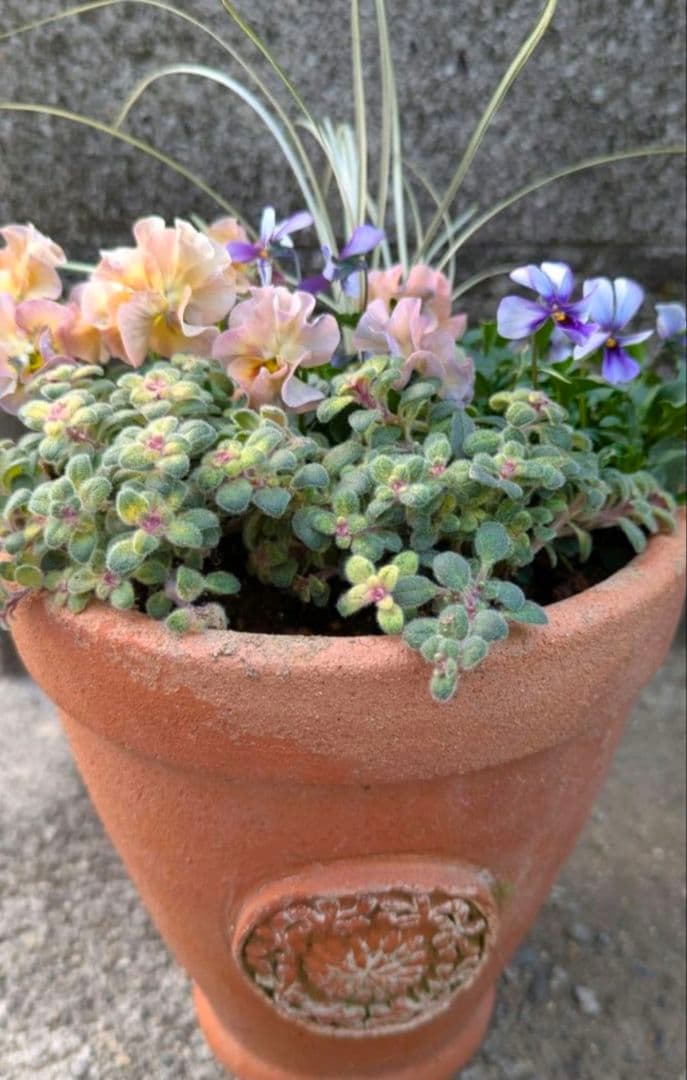 アセビ 寄植え 2セット