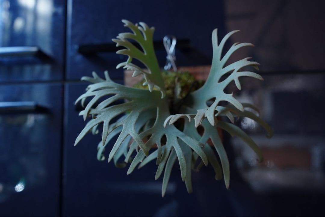 ビカクシダ P.willinckii Jenny TC