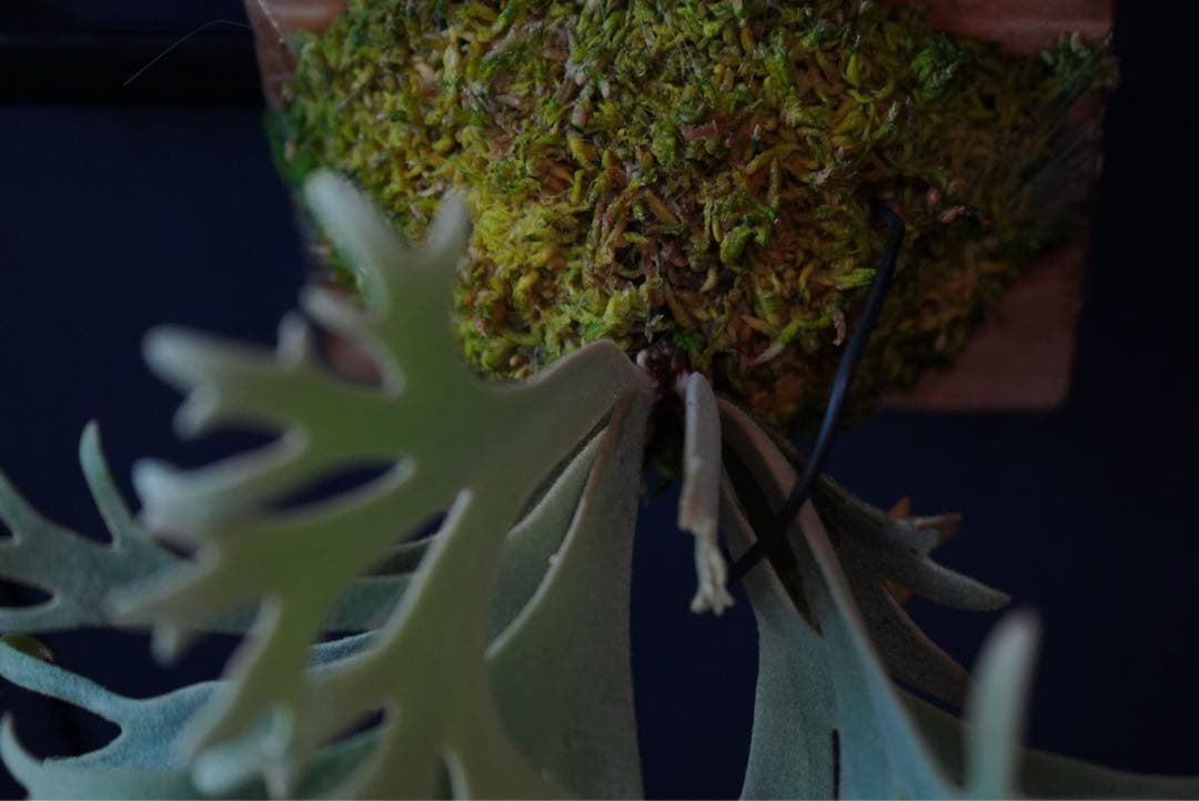 ビカクシダ P.willinckii Jenny TC