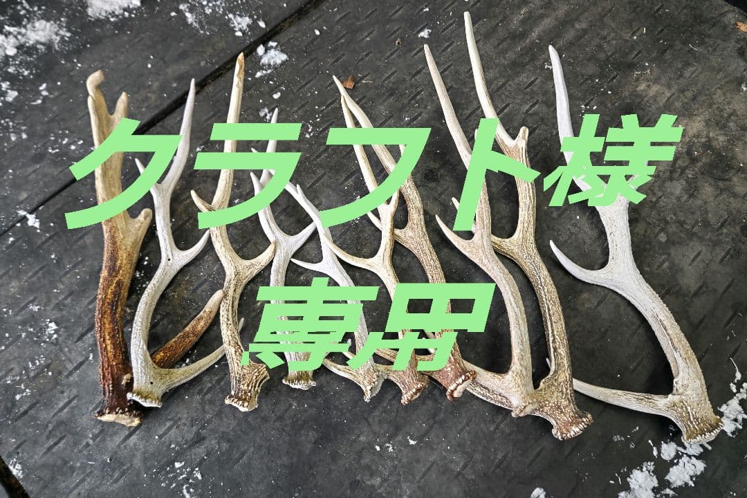 【クラフト】エゾ鹿の角10本セット