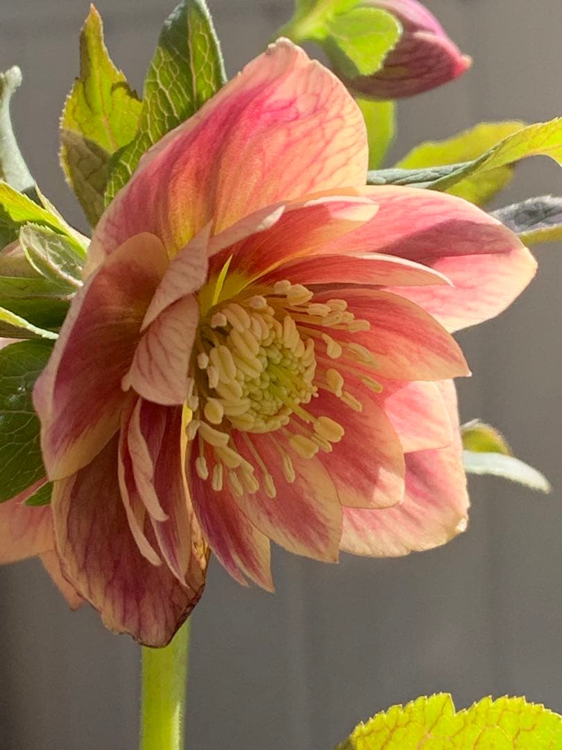 クリスマスローズ 極上 認定ソレイ☆ ラスト‼️ ③