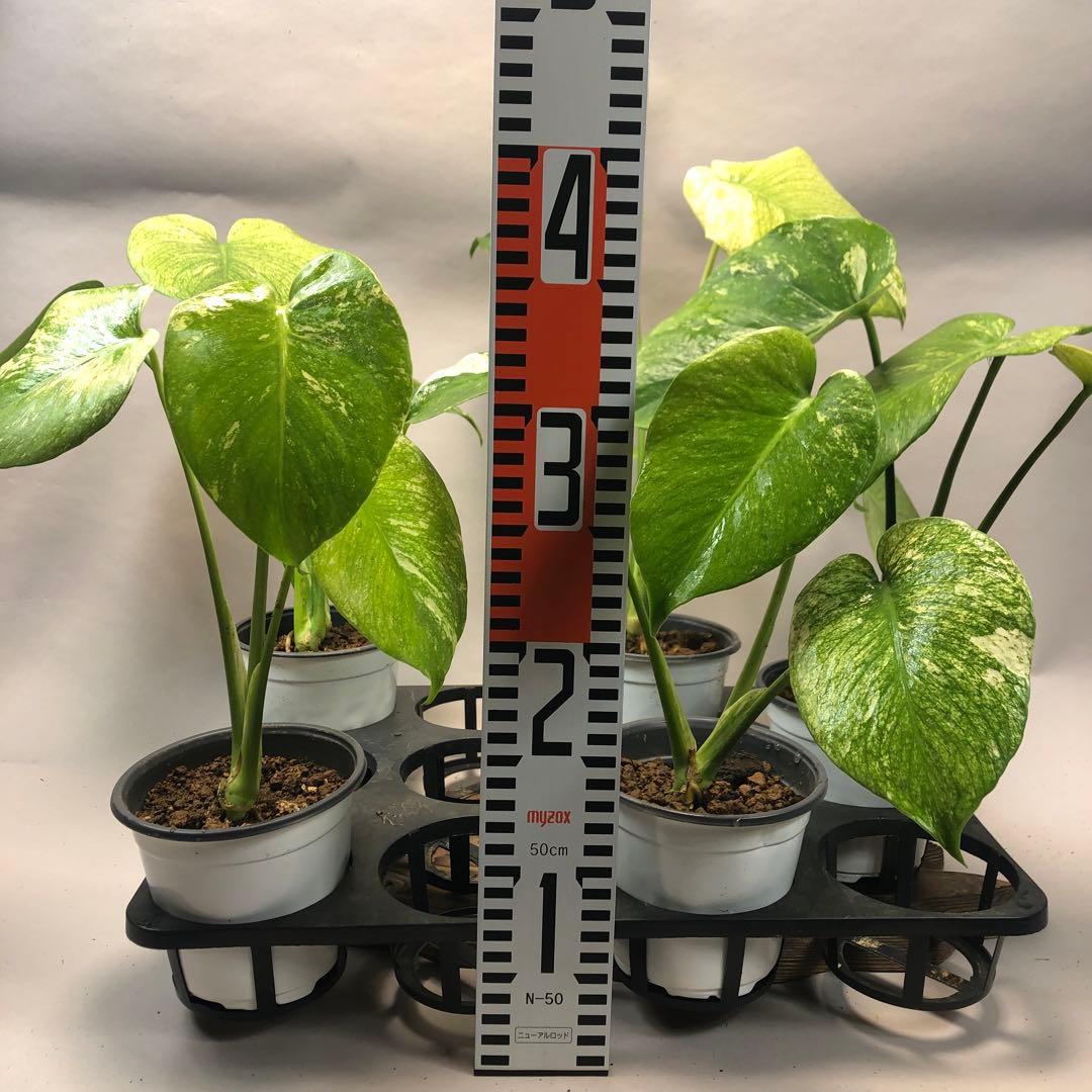 S*T様 5株セットms60【特別選抜】ホワイトモンスター／天津蘭 モンステラ斑