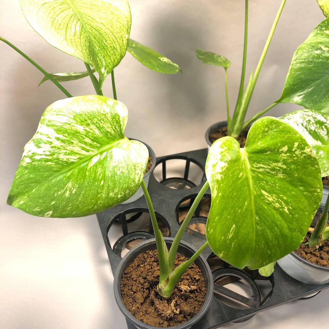 S*T様 5株セットms60【特別選抜】ホワイトモンスター／天津蘭 モンステラ斑