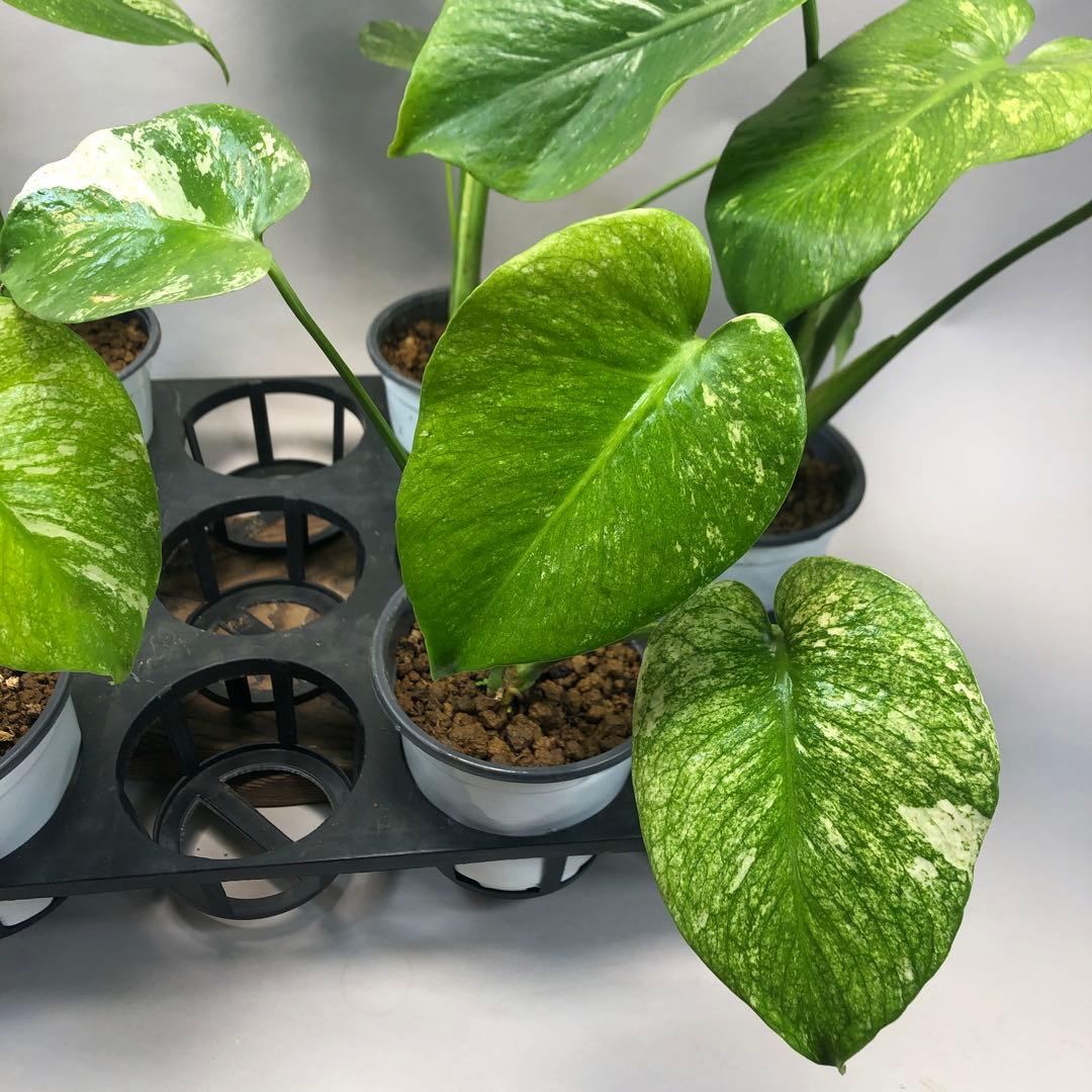 S*T様 5株セットms60【特別選抜】ホワイトモンスター／天津蘭 モンステラ斑