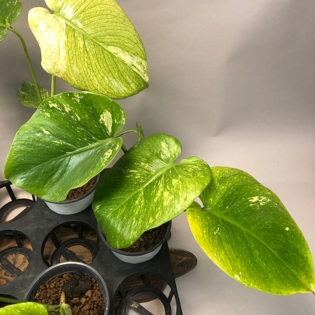 S*T様 5株セットms60【特別選抜】ホワイトモンスター／天津蘭 モンステラ斑