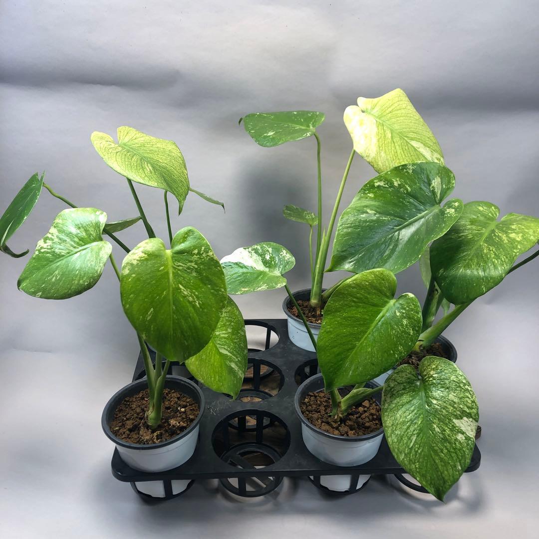 S*T様 5株セットms60【特別選抜】ホワイトモンスター／天津蘭 モンステラ斑