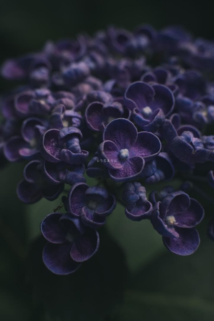 箱付極美品！標準の帝王 Planar 50mm F1.4 AEJ オールドレンズ