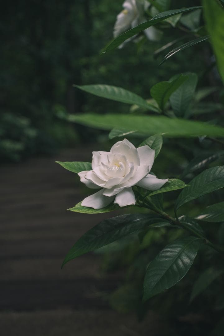 箱付極美品！標準の帝王 Planar 50mm F1.4 AEJ オールドレンズ