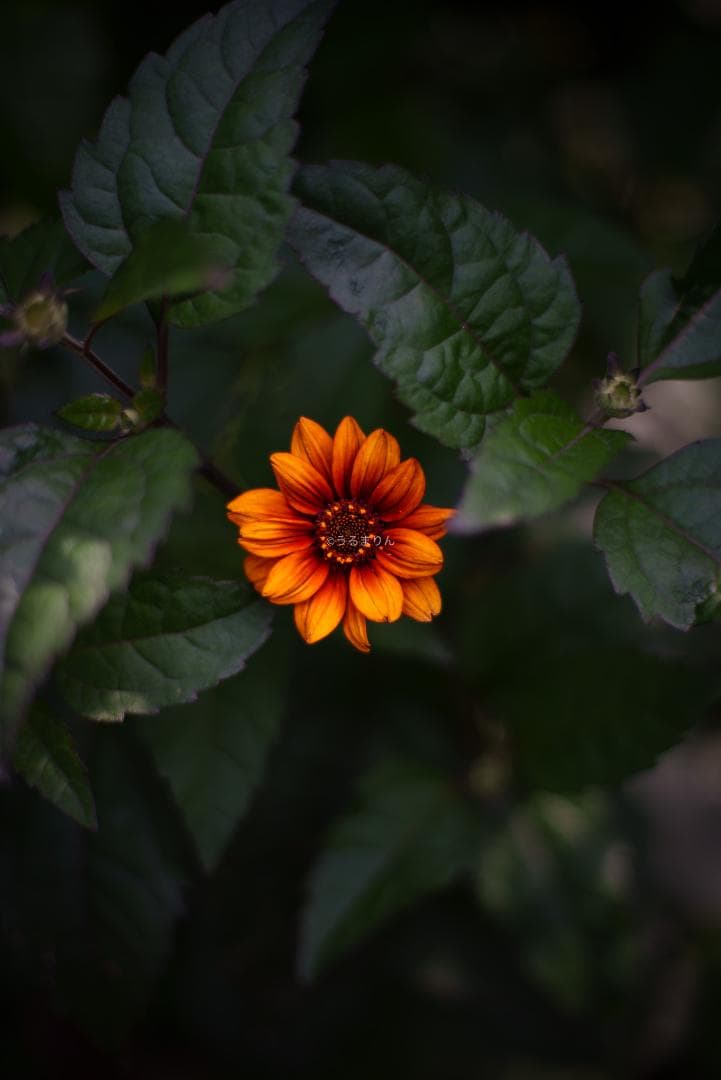 箱付極美品！標準の帝王 Planar 50mm F1.4 AEJ オールドレンズ