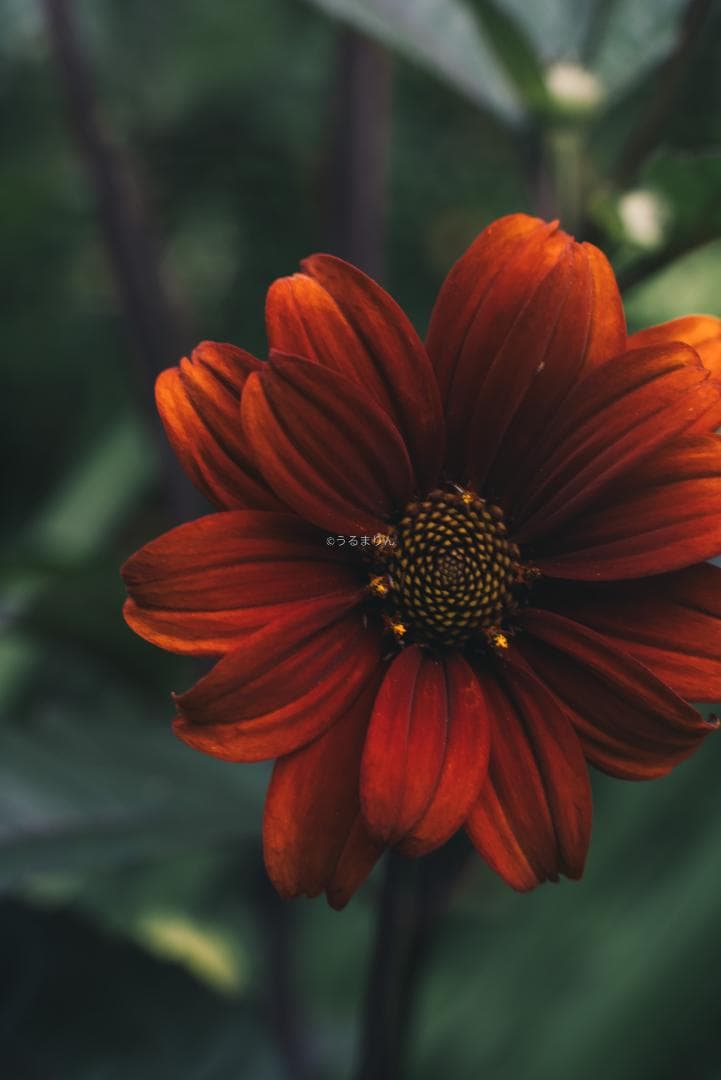 箱付極美品！標準の帝王 Planar 50mm F1.4 AEJ オールドレンズ