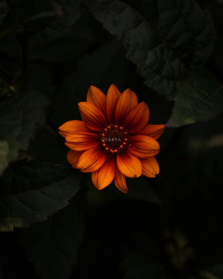 箱付極美品！標準の帝王 Planar 50mm F1.4 AEJ オールドレンズ