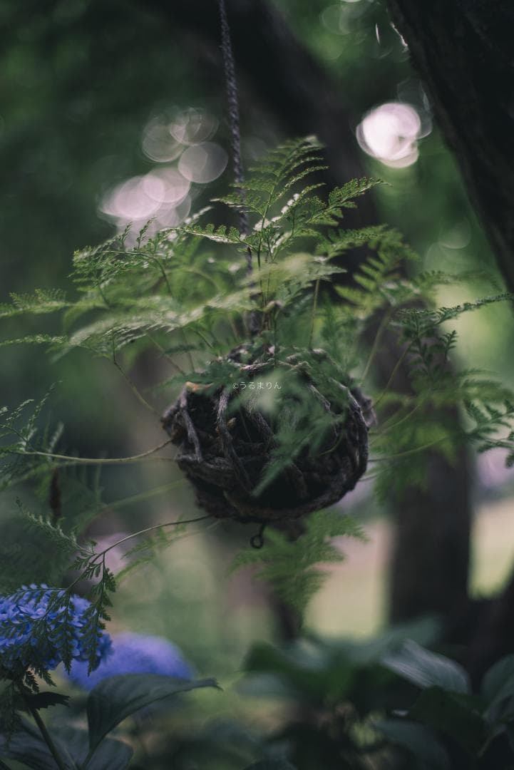 箱付極美品！標準の帝王 Planar 50mm F1.4 AEJ オールドレンズ