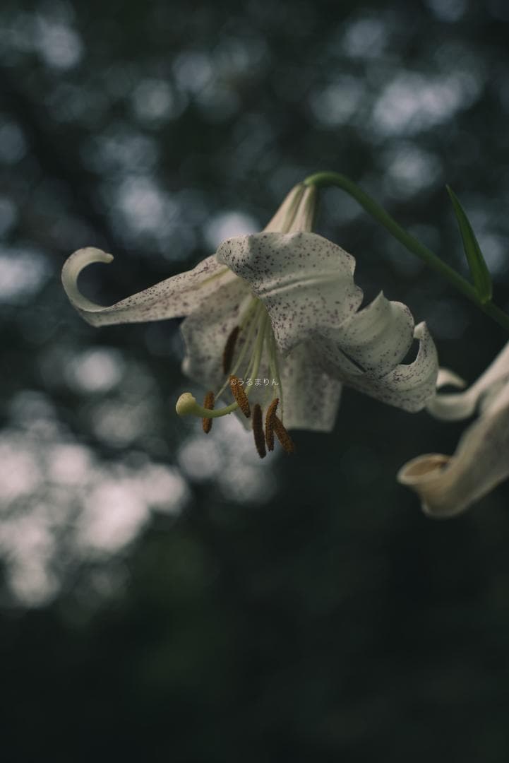 箱付極美品！標準の帝王 Planar 50mm F1.4 AEJ オールドレンズ
