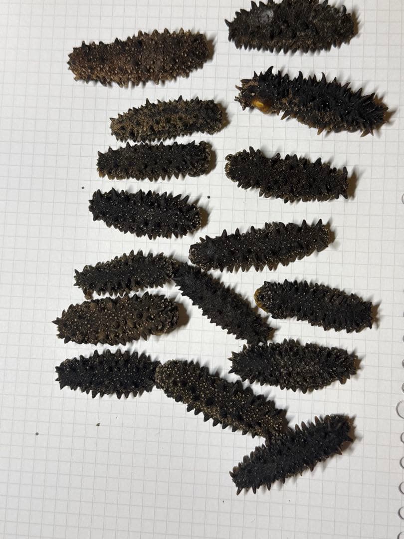 北海道産　乾燥海鼠ナマコ AB品 形の良いAB品 100g