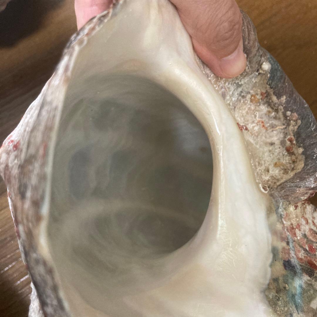 【沖縄産】夜光貝の殻　まとめ売り　10個　約10.4キロ①