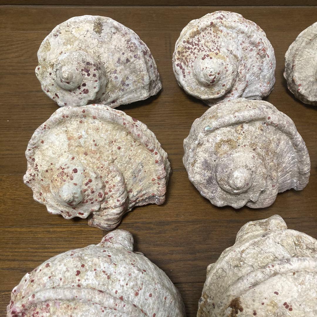 【沖縄産】夜光貝の殻　まとめ売り　10個　約10.4キロ①