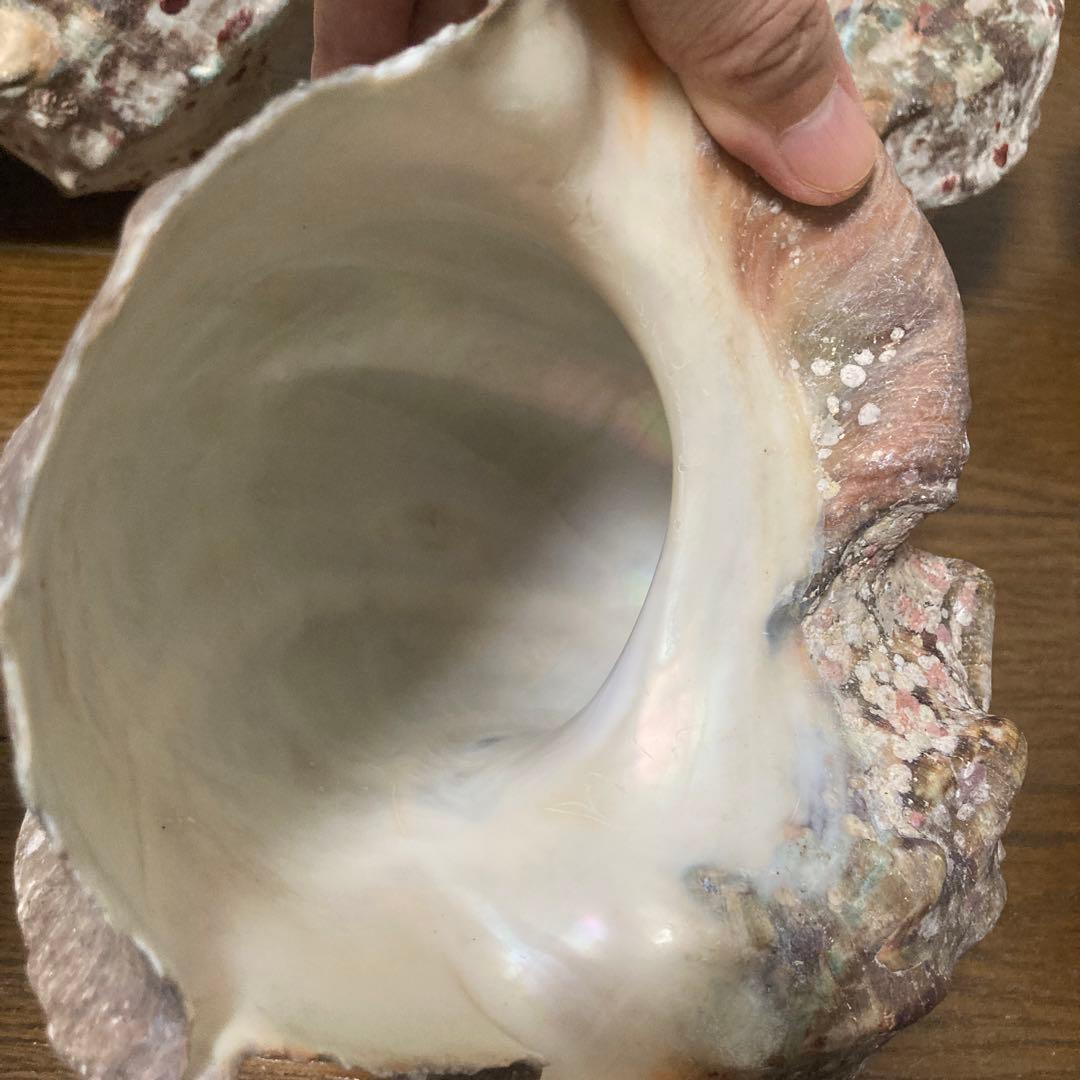 【沖縄産】夜光貝の殻　まとめ売り　10個　約10.4キロ①