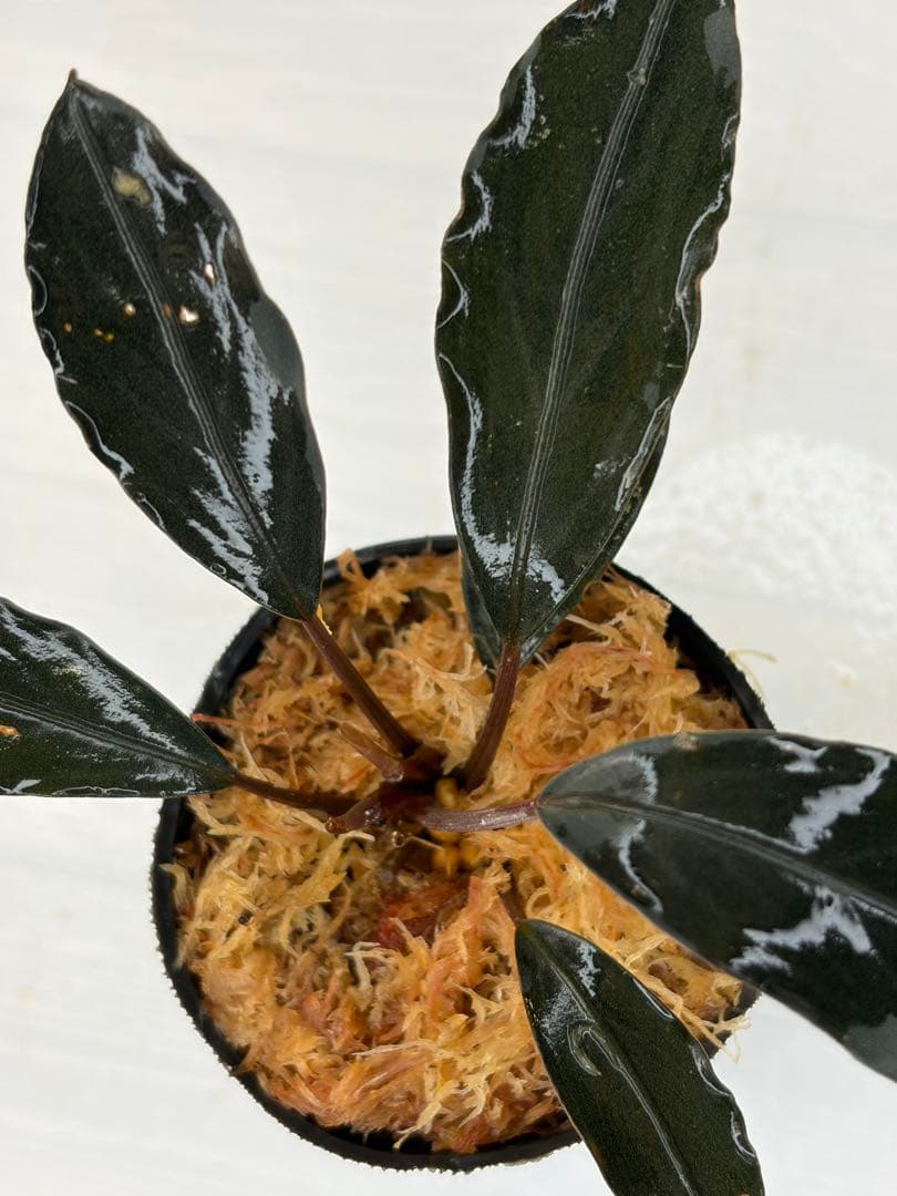 n*a様 ⭐︎ブセファランドラ モトレィアーナ黒青絶品個体②パダワン　根伏せから