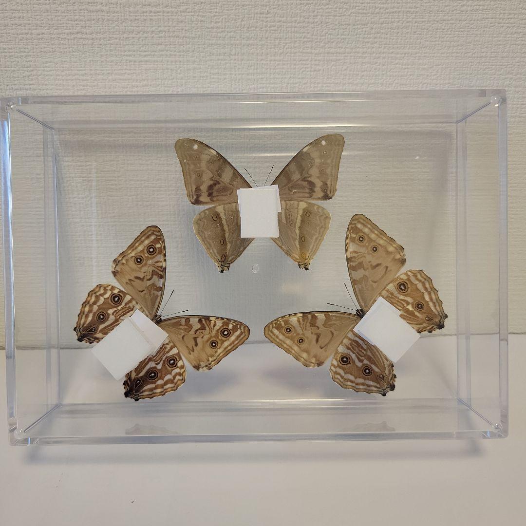 蝶の標本　モルフォの世界(特珍)