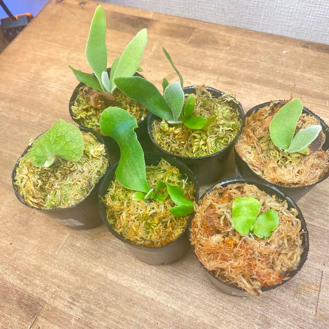 ノアル様　リクエスト