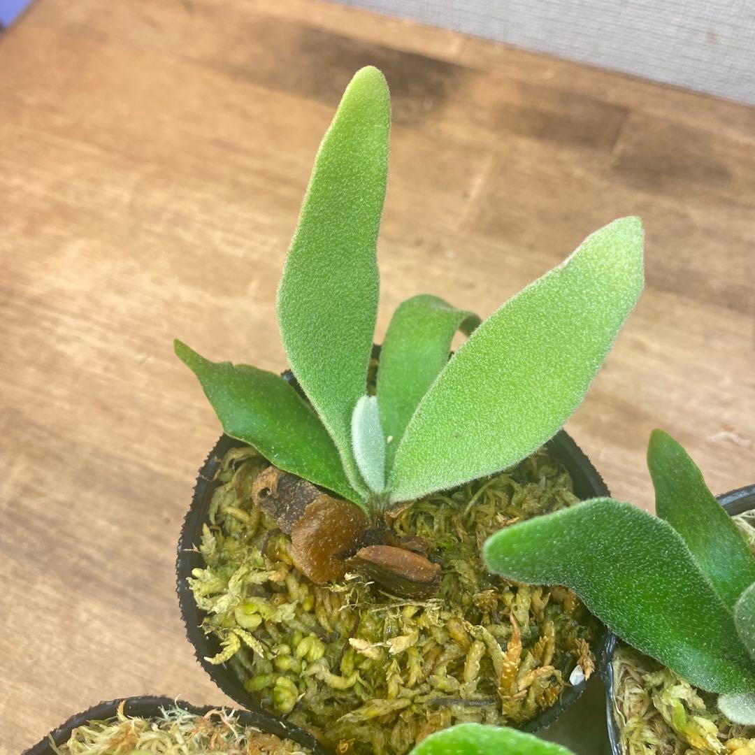 ノアル様　リクエスト