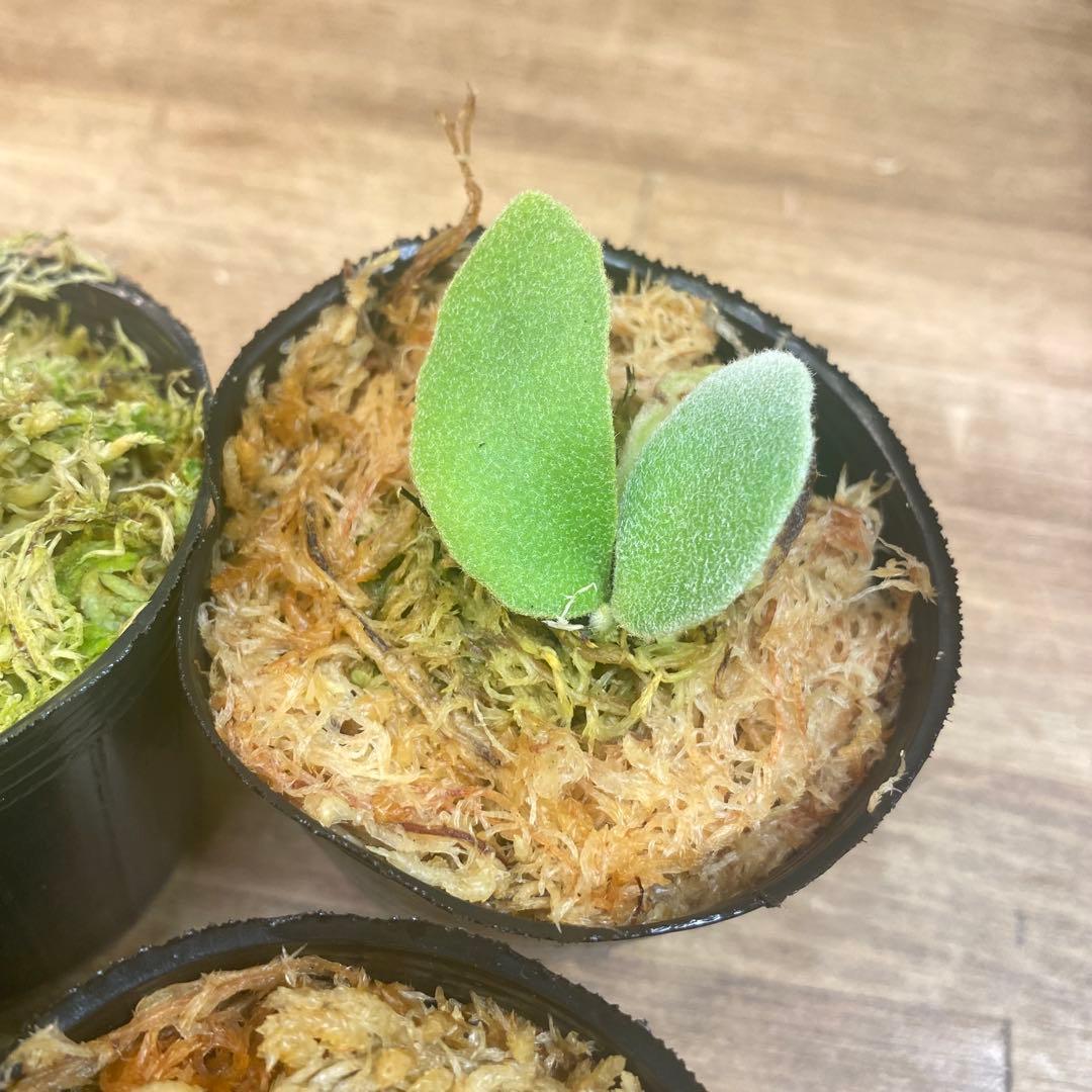 ノアル様　リクエスト