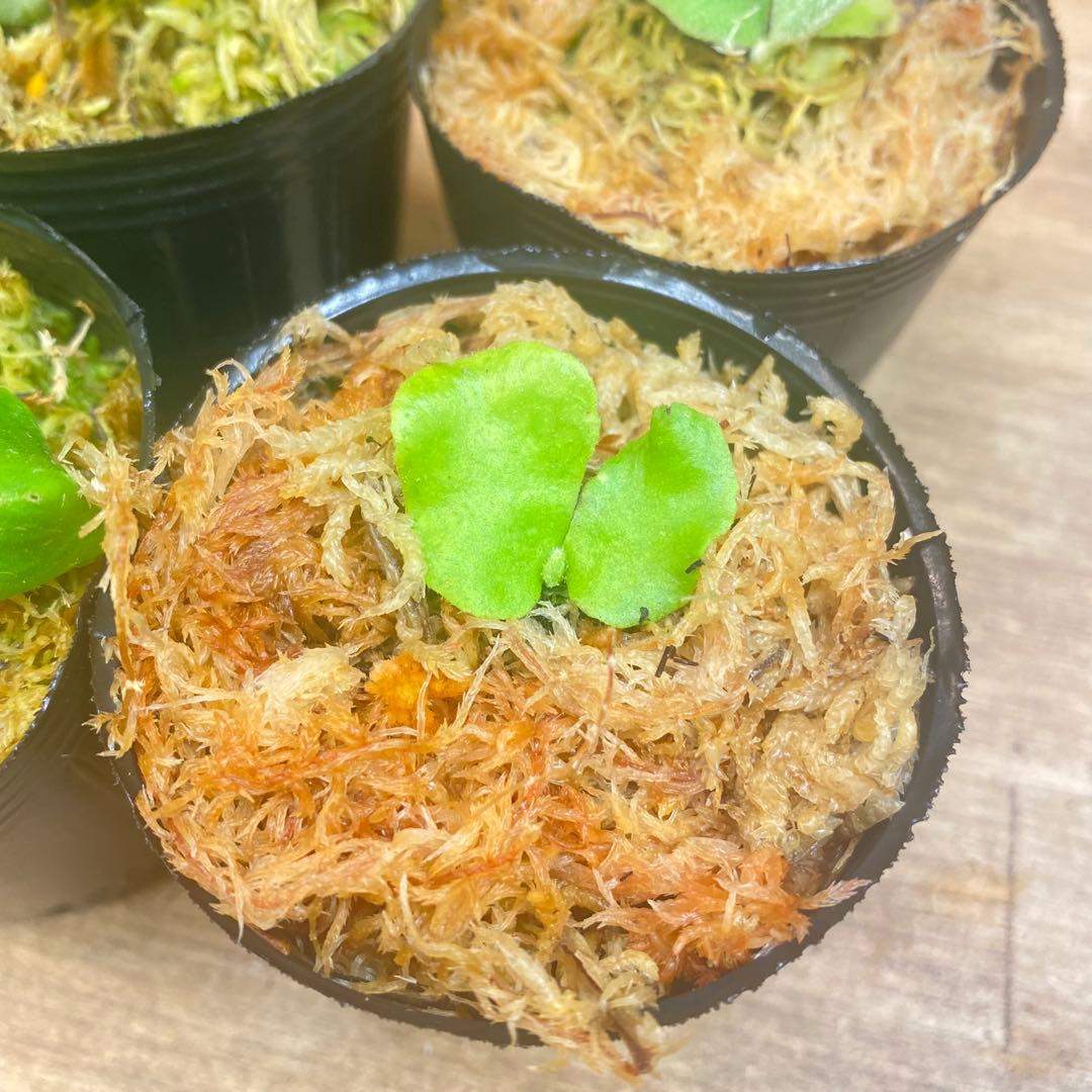 ノアル様　リクエスト