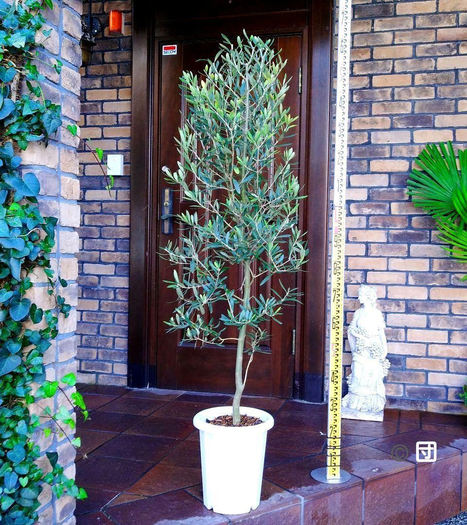 オリーブの木 シプレッシーノ 150cm❗ 整った樹形 大型9号 植え替え済