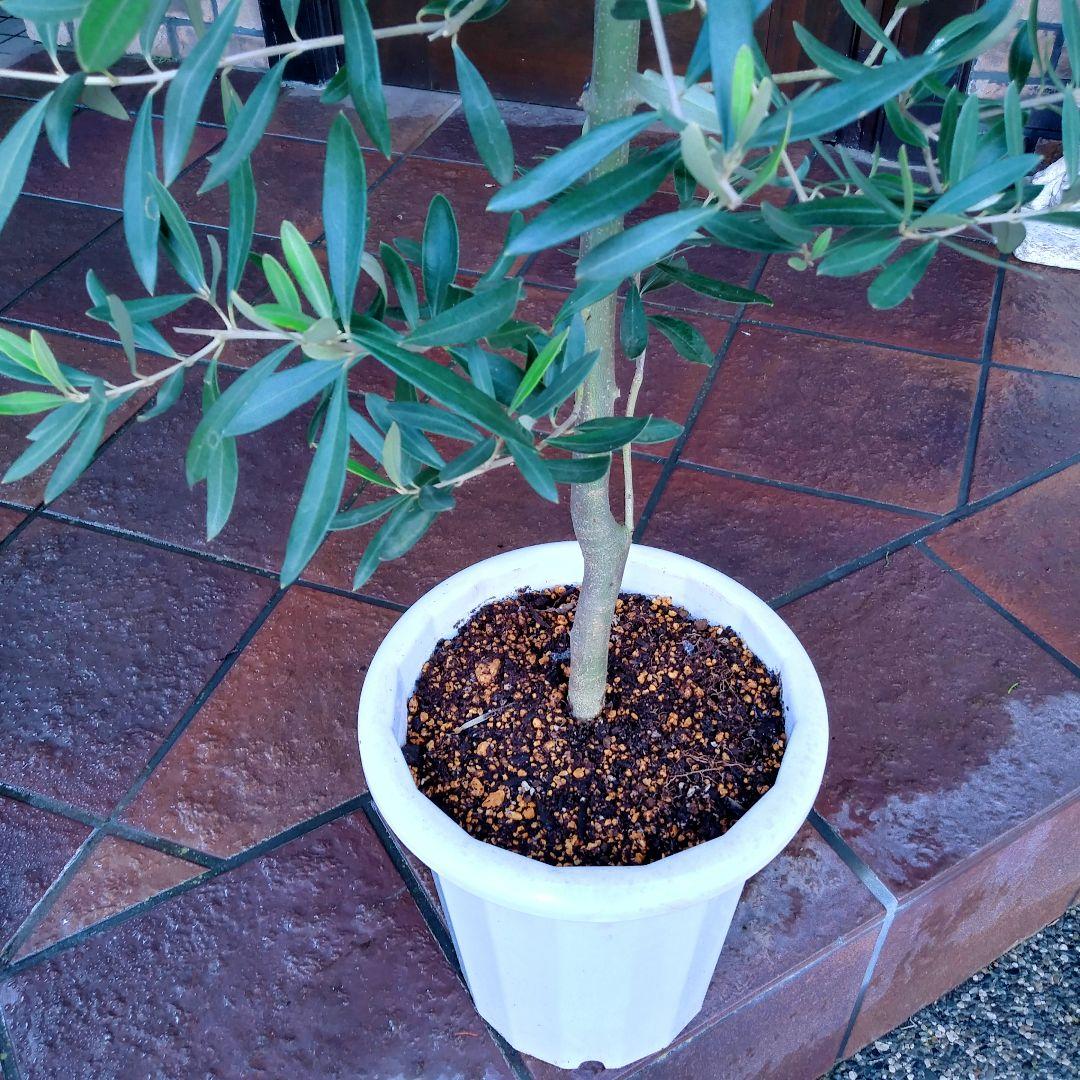 オリーブの木 シプレッシーノ 150cm❗ 整った樹形 大型9号 植え替え済