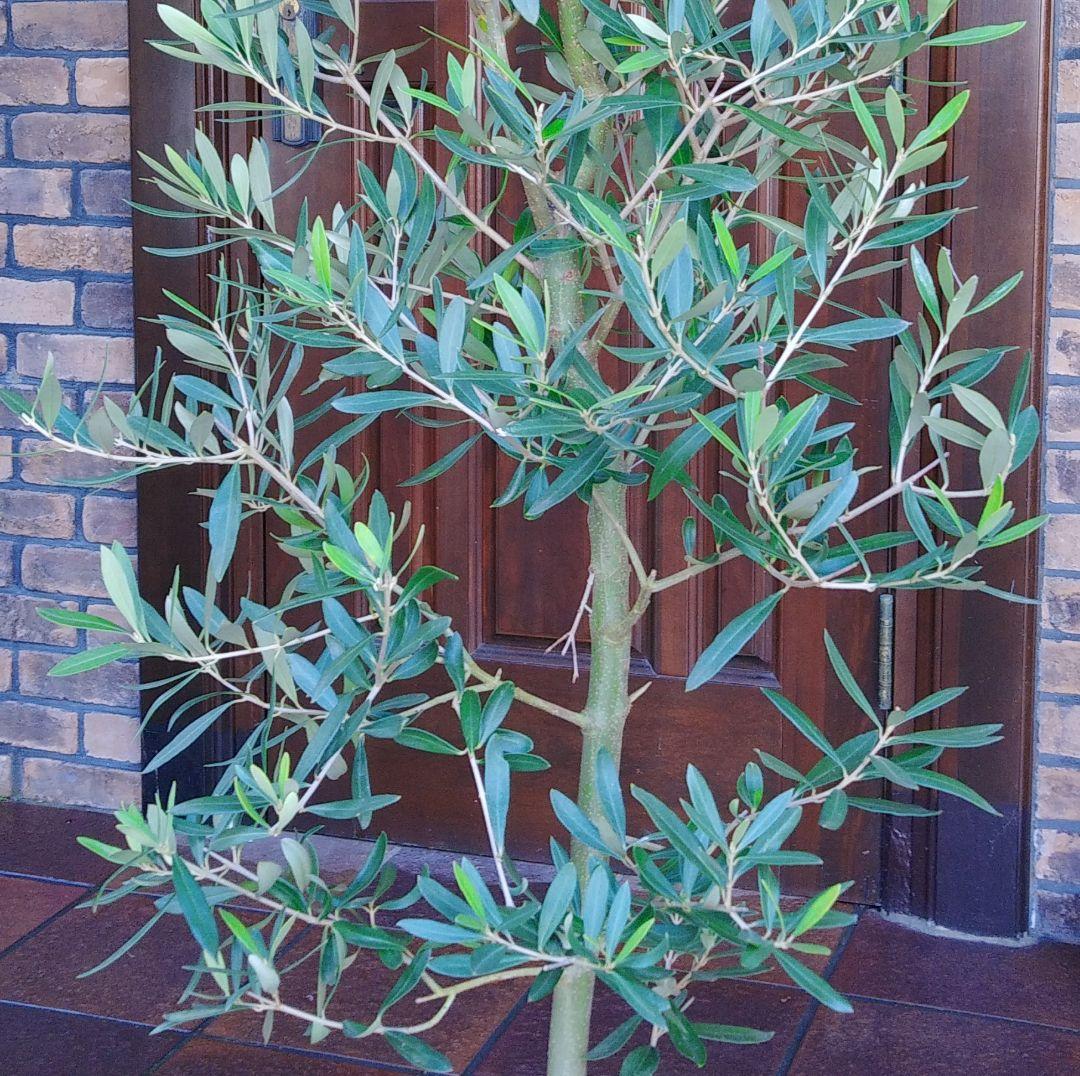 オリーブの木 シプレッシーノ 150cm❗ 整った樹形 大型9号 植え替え済