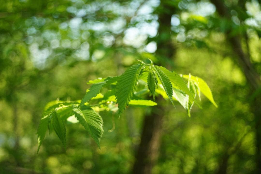 101　美品　ロモ　LOMO スメナ8 40mm F4.0 L39