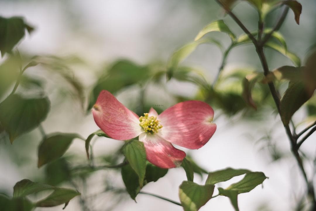 棚卸SALE！ポトレ用ズミクロン！Leica SUMMICRON 90mm