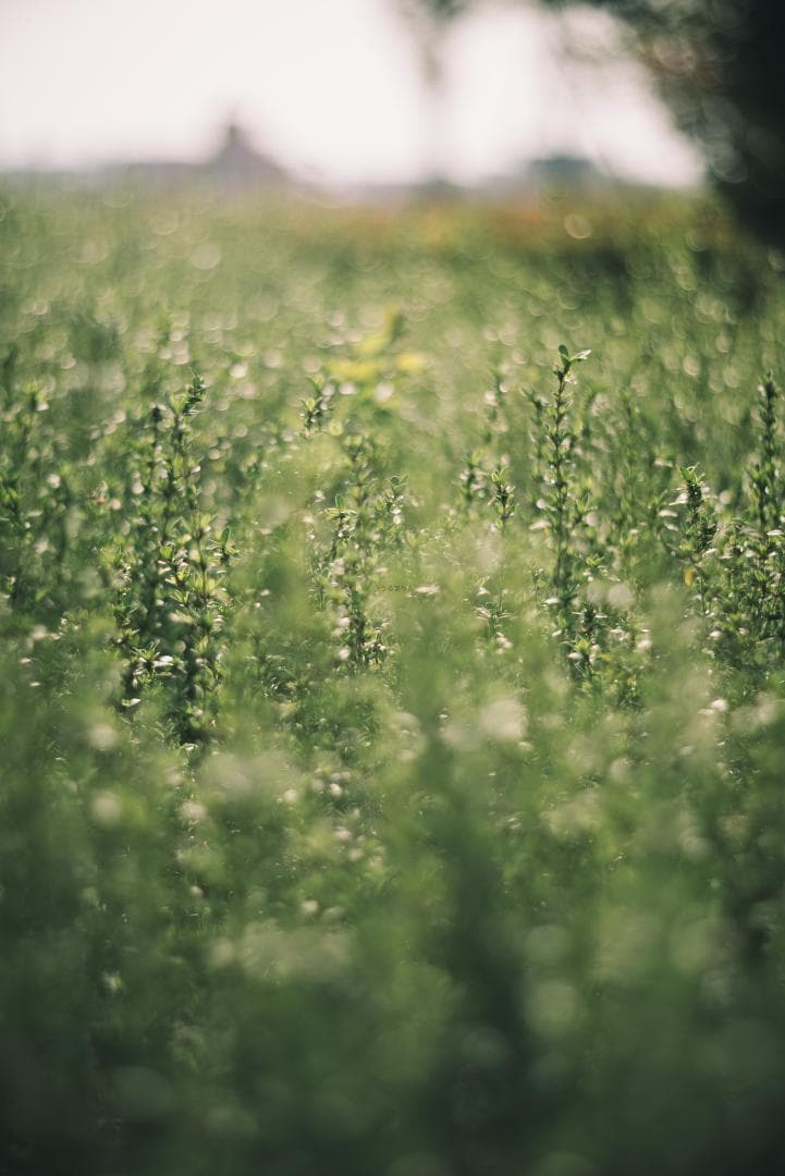 棚卸SALE！ポトレ用ズミクロン！Leica SUMMICRON 90mm