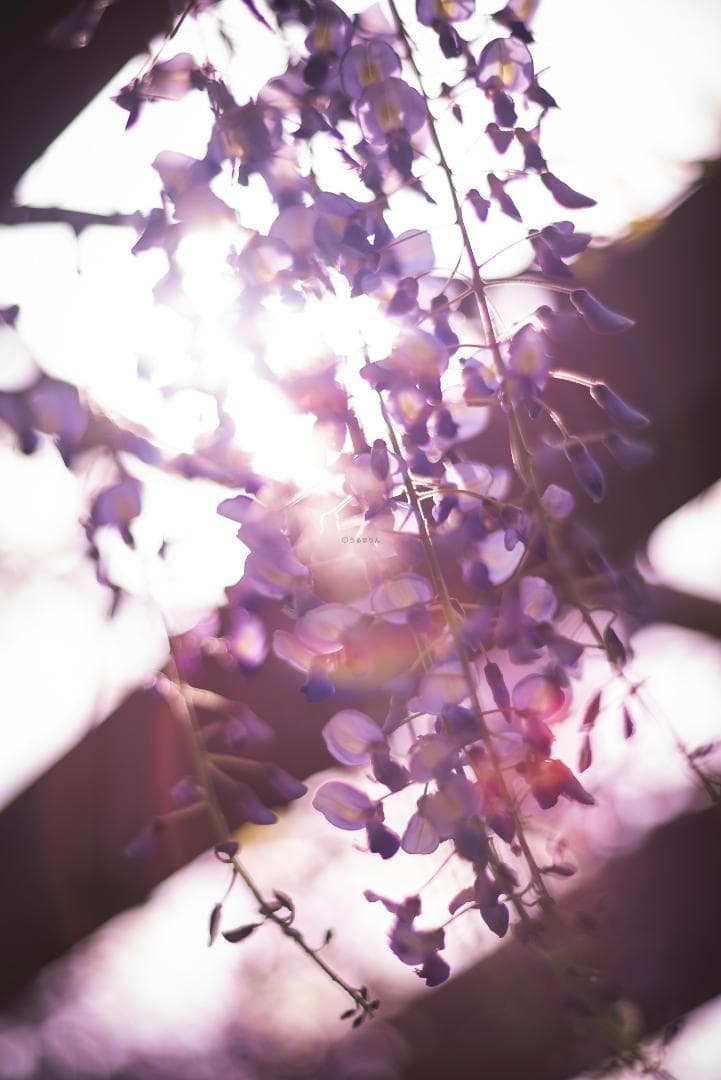 棚卸SALE！ポトレ用ズミクロン！Leica SUMMICRON 90mm