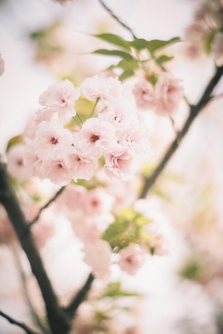 棚卸SALE！ポトレ用ズミクロン！Leica SUMMICRON 90mm