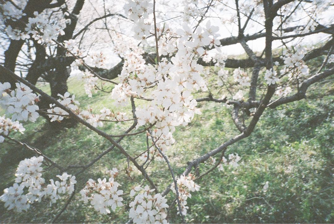 【撮影済み】CANON Autoboy TELE コンパクトフィルムカメラ