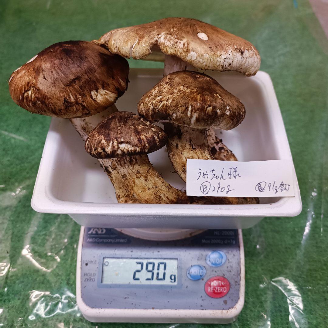 【松茸】うめちゃん^ ^プロフ確認お願いします♪　B品199ｇ　良品91ｇ