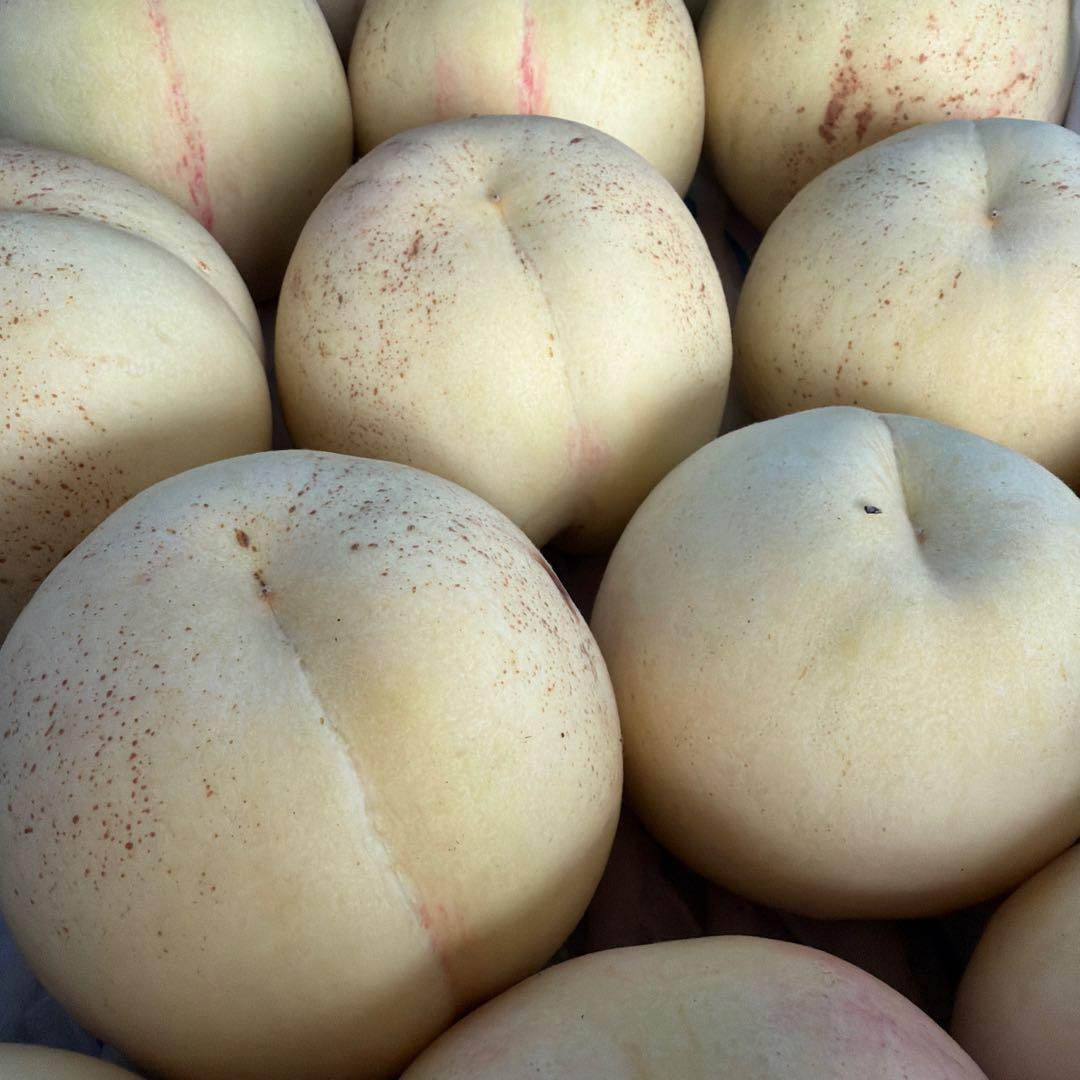 ももちゃん果樹園の桃　幻の桃　CX 5キロ