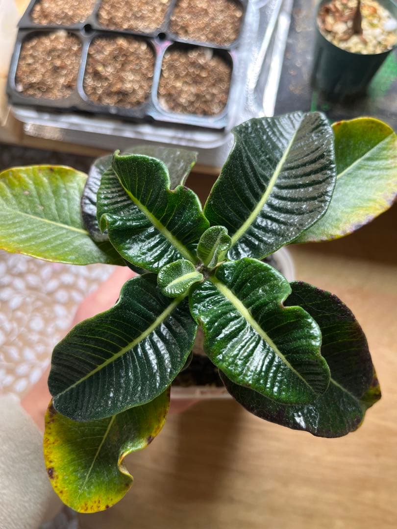 早い者勝ち 超極太 国内実生 ウィンゾリー パキポディウムウィンゾリー 鉢ごと