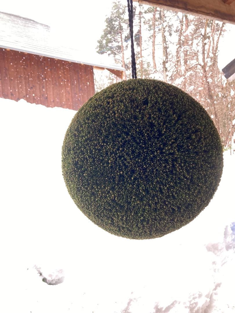 【Lucfer】杉玉一尺玉　木札付き