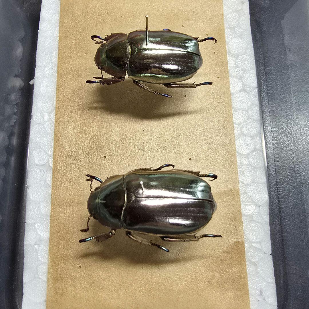 プラチナコガネ標本２頭セット