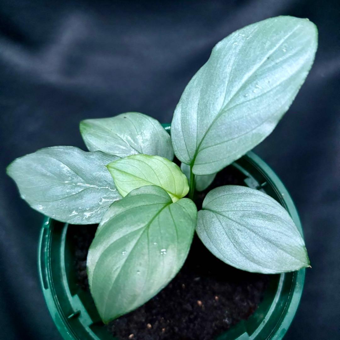 ホマロメナ sp.緑銀　正規タグ付き