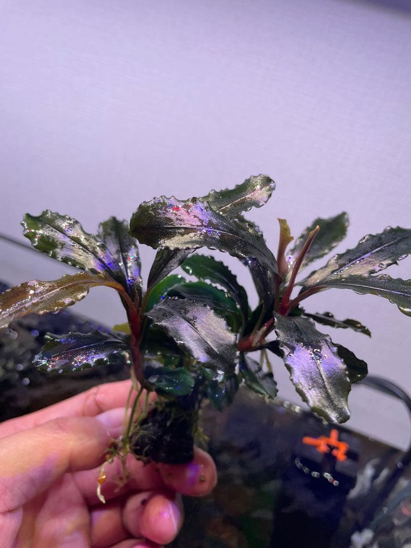 ま*ん様 ブセファランドラ 3種 4個