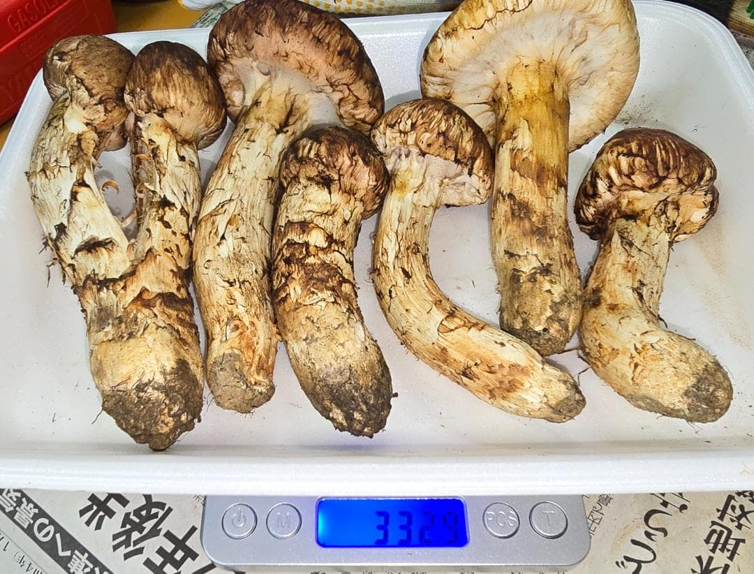 新鮮 マツタケ 332g 365g