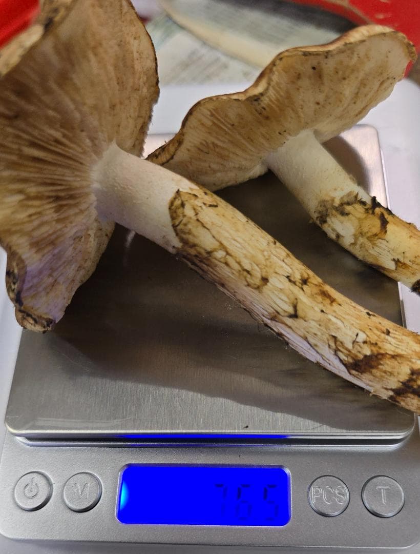 新鮮 マツタケ 332g 365g